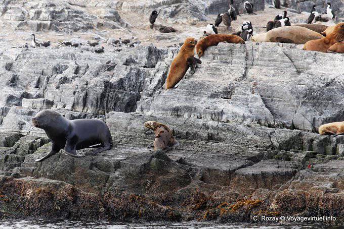 Leones de crin, Canal Beagle, Ushuaia - Argentina