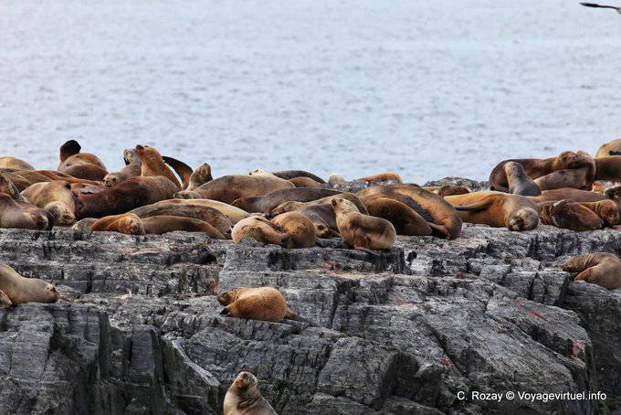 Resto de leones marinos de la Patagonia, Ushuaia - Argentina