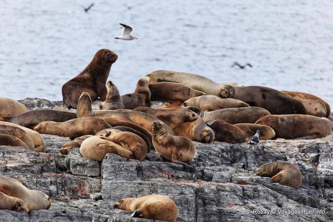 Leones marinos del barco en el Canal de Beagle, Ushuaia - Argentina