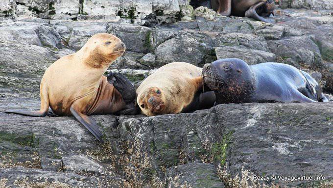 Tierra del Fuego, leones marinos melena, Ushuaia - Argentina