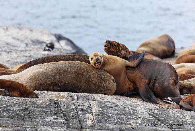 Marino León del bebé, Ushuaia - Argentina
