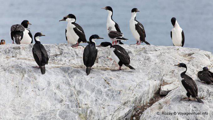Ushuaia, cormoranes reales, Canal Beagle - Argentina