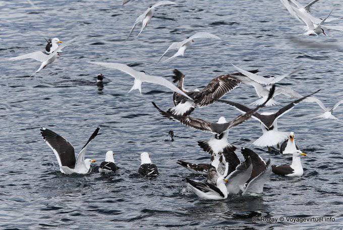 Bandada de pájaros hambrientos en un banco de sardinas, Canal Beagle - Argentina
