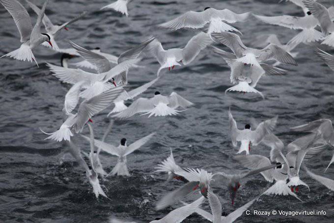 Charranes vuelos hirundinacées un cardumen de sardinas, Ushuaia, Canal Beagle - Argentina