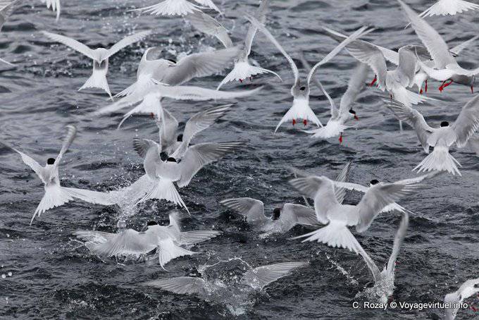 Ushuaia, otra vista de las aves en un cardumen de sardinas, Canal Beagle - Argentina