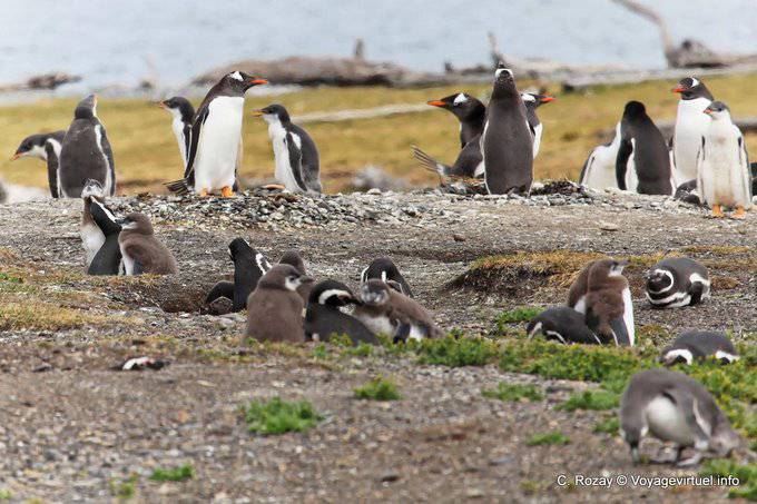 Familia de pingüino en su nido, el Canal de Beagle, Ushuaia - Argentina