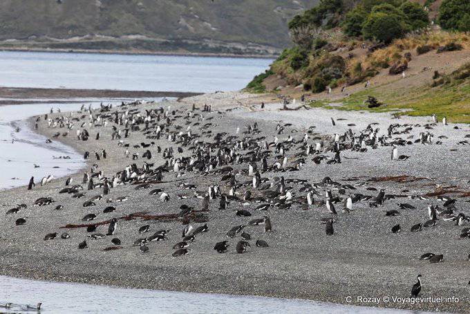 Colonia de pingüinos, pingüinos, Canal Beagle, Ushuaia - Argentina