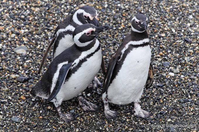 Trio Spheniscus magellanicus, Canal Beagle, Ushuaia - Argentina
