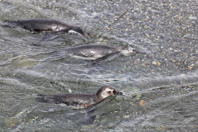 Pingüinos nadan, pingüinos, del Canal de Beagle, Ushuaia - Argentina