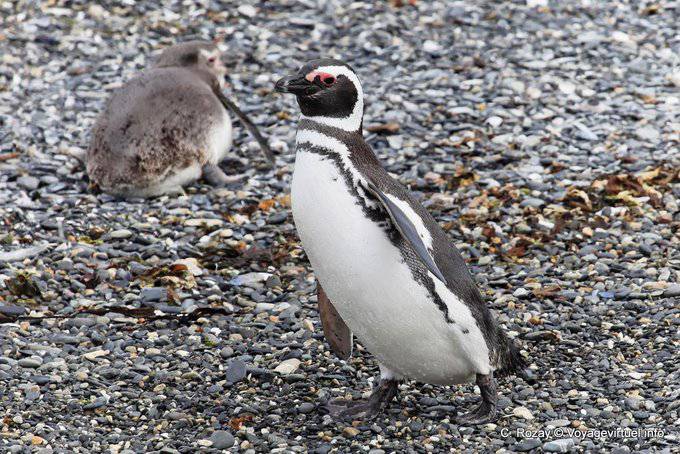 Pingüinos enanos nadar, Canal Beagle, Ushuaia - Argentina