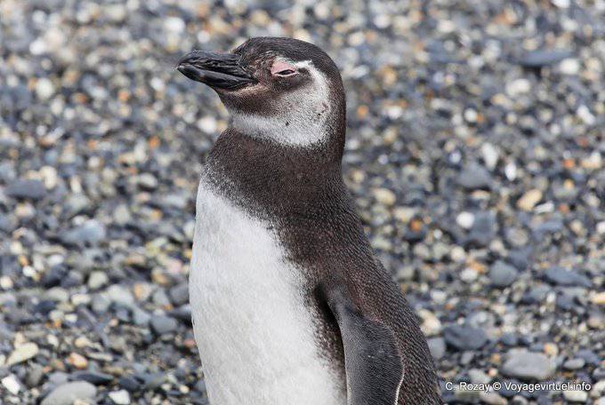 El Spheniscus magellanicus vista, Canal Beagle, Ushuaia - Argentina