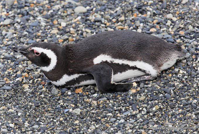 Pingüinos en reposo, Canal Beagle, Ushuaia - Argentina