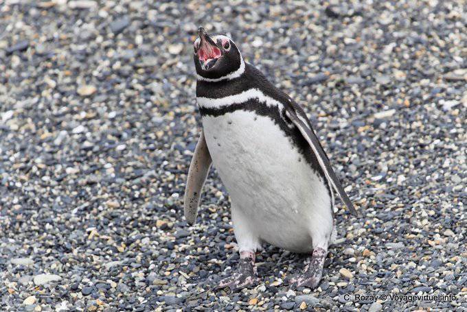 Bec pingüino abierta, Canal Beagle, Ushuaia - Argentina