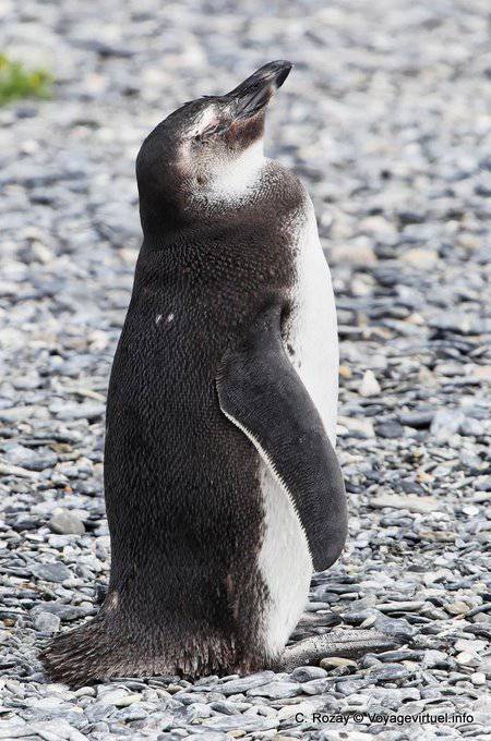 Dodo cabeza alta, pingüino, Canal Beagle, Ushuaia - Argentina