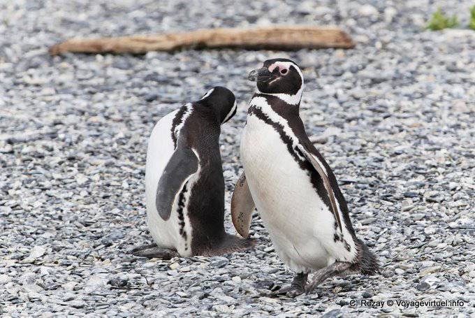 Pingüinos caminan Magallanes, Canal Beagle, Ushuaia - Argentina