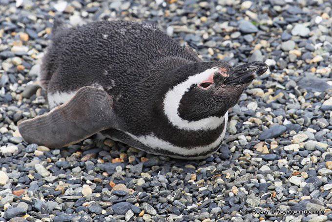 Pingüinos en el estómago, Canal Beagle, Ushuaia - Argentina