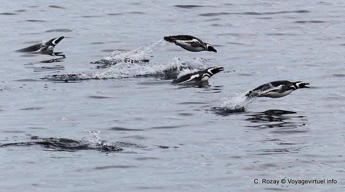 Ushuaia, Pingüinos de vuelo, Canal Beagle - Argentina