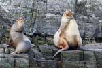 Leones marinos (Otaria flavescens), Ushuaia, Argentina.