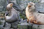 Los leones marinos de la Patagonia, Ushuaia, Argentina.
