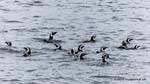 Magallanes Pingüino de la natación en (Spheniscus magellanicus), Ushuaia, Argentina.