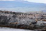 Isla habitada por los cormoranes y lobos marinos, Beagle, Ushuaia, Argentina.