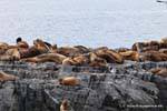 Resto de leones marinos de la Patagonia, Ushuaia, Argentina.
