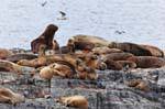 Leones marinos del barco en el Canal de Beagle, Ushuaia, Argentina.
