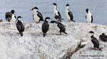 Ushuaia, cormoranes reales, Canal Beagle, Argentina.