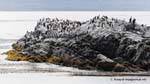 Isla de cormoranes, Ushuaia, Canal Beagle, Argentina.