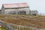 Campo florido, Estancia Harberton, Ushuaia, Argentina.