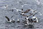 Bandada de pájaros hambrientos en un banco de sardinas, Canal Beagle, Argentina.