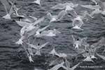 Charranes vuelos hirundinacées un cardumen de sardinas, Ushuaia, Canal Beagle, Argentina.