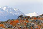 Ushuaia, Upland Goose, el Canal de Beagle, Argentina.