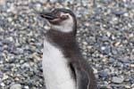El Spheniscus magellanicus vista, Canal Beagle, Ushuaia, Argentina.