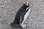Mira pingüino, pingüinos, del Canal de Beagle, Ushuaia, Argentina.