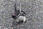 Ira pingüino, Canal Beagle, Ushuaia, Argentina.