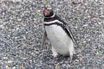 Bec pingüino abierta, Canal Beagle, Ushuaia, Argentina.