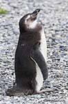 Dodo cabeza alta, pingüino, Canal Beagle, Ushuaia, Argentina.