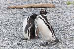Pingüinos caminan Magallanes, Canal Beagle, Ushuaia, Argentina.