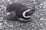 Pingüinos en el estómago, Canal Beagle, Ushuaia, Argentina.