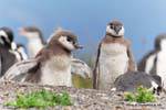 Pingüinos jóvenes, Canal Beagle, Ushuaia, Argentina.