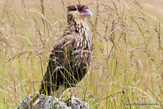Lago Roca, caracara con cresta, El Calafate - Argentina