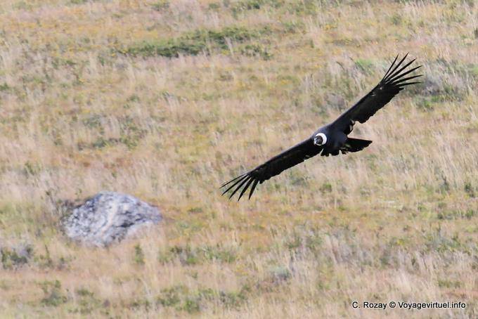 Cóndor andino (Vultur gryphus) en la caza, El Condor Pasa, El Calafate - Argentina