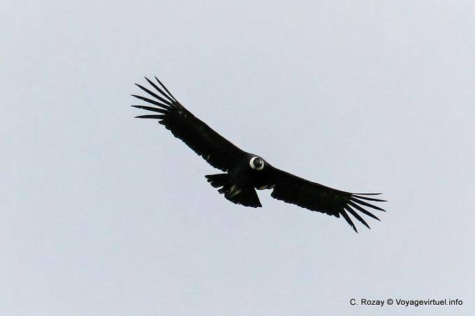 Cóndor volando sobre las colinas del lago Roca, El Condor Pasa, El Calafate - Argentina