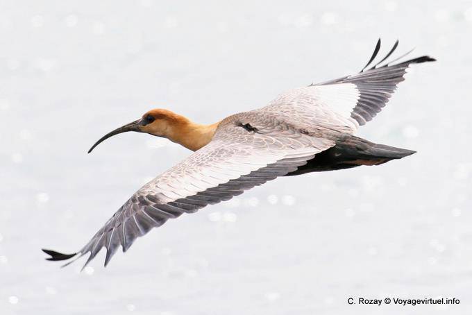 Cepillado View, Ibis Black-faced, Bandurria, El Calafate - Argentina