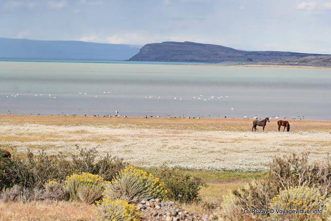 Laguna Nimez, caballos y aves, El Calafate - Argentina