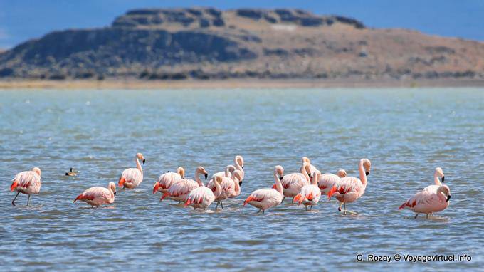 Flamingos acuden a descansar en Laguna Nimez, El Calafate - Argentina