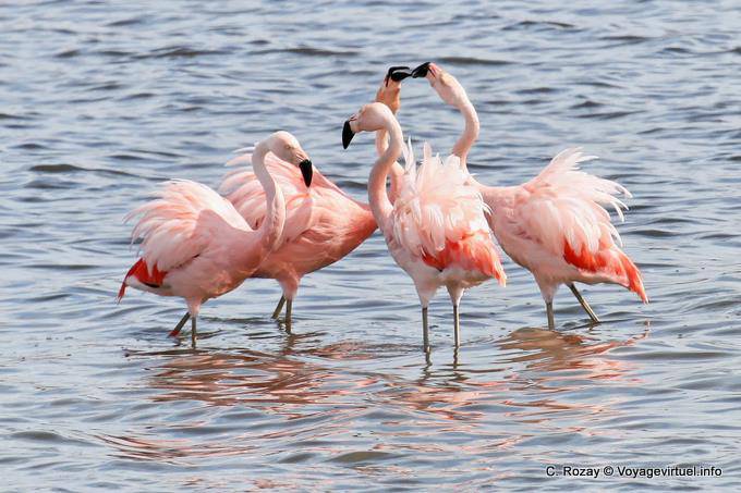 Las confabulaciones y picos de decisiones, Flamingos, El Calafate Laguna Nimez - Argentina