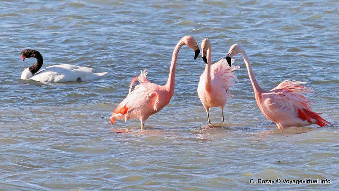 Trío de flamencos hablar y el cisne de cuello negro, El Calafate Laguna Nimez - Argentina
