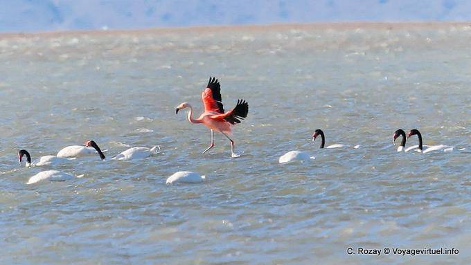 En medio de una tropa de melancoryphus Cygnus, flamencos, El Calafate Laguna Nimez - Argentina